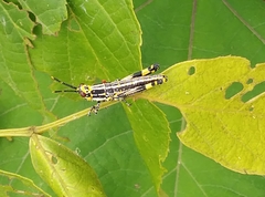 Zonocerus variegatus