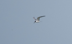 Sterna hirundo