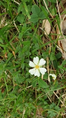 Potentilla montana