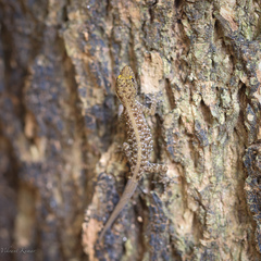 Cnemaspis mysoriensis