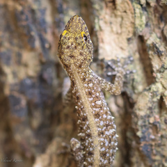 Cnemaspis mysoriensis