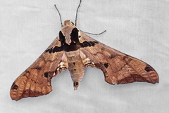 Adhemarius fulvescens