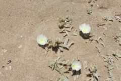 Convolvulus secundus