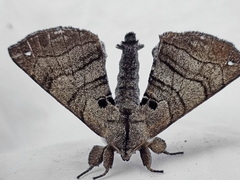 Apatelodes turrialba