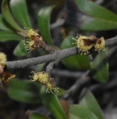 Shepherdia canadensis