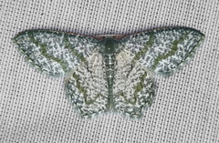 Chloropteryx opalaria