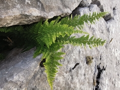 Dryopteris mindshelkensis