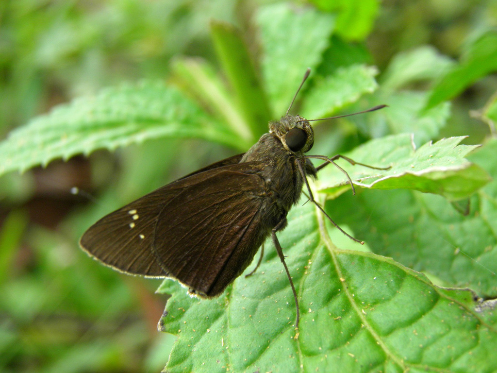 dark branded swift