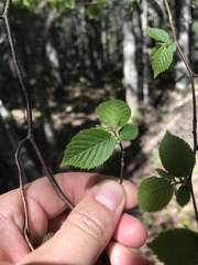 Ostrya virginiana image
