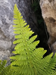 Dryopteris mindshelkensis