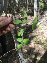 Ostrya virginiana image