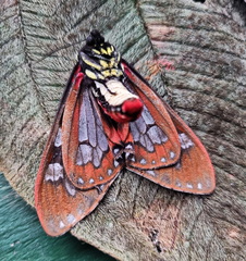 Dysschema panamensis