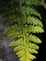 Dryopteris mindshelkensis
