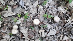 Clitocybe fragrans