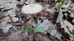 Clitocybe fragrans