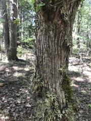 Ostrya virginiana image