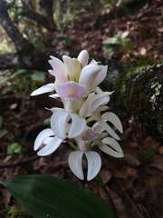 Govenia liliacea
