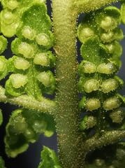 Dryopteris mindshelkensis