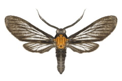 Sauritinia dubiosa
