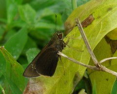 Caltoris brunnea