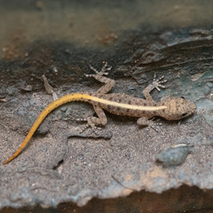 Cnemaspis mysoriensis
