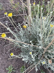 Baileya pleniradiata