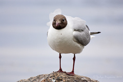 Chroicocephalus ridibundus