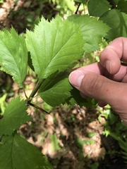 Crataegus flabellata