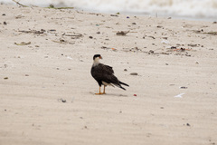 Caracara plancus