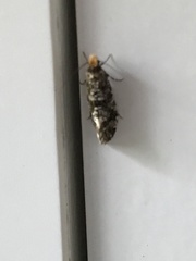 Triaxomera parasitella