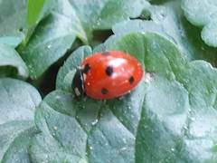 Coccinella septempunctata