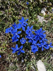 Gentiana verna