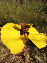 Tuberaria globulariifolia