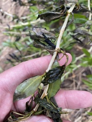 Venturia saliciperda