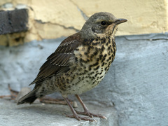Turdus pilaris
