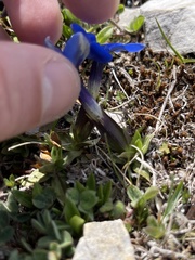 Gentiana verna