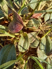 Tuberaria globulariifolia