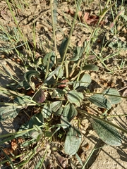 Tuberaria globulariifolia