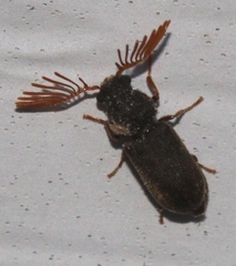 Ptilinus