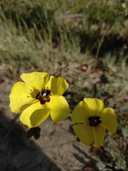 Tuberaria globulariifolia