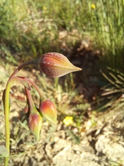 Tuberaria globulariifolia