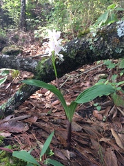 Govenia liliacea