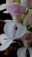 Govenia liliacea