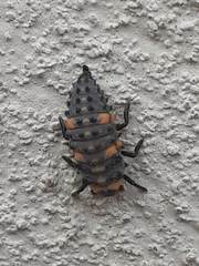 Coccinella septempunctata