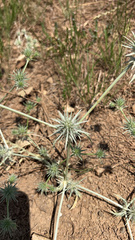 Eryngium vaseyi