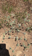 Eryngium vaseyi