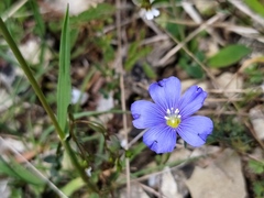 Linum leonii