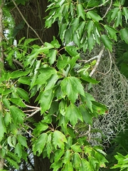 Acer rubrum var. trilobum image