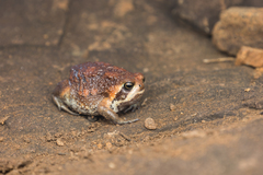 Breviceps