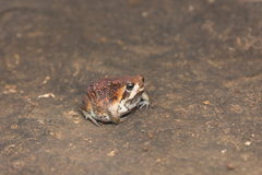 Breviceps